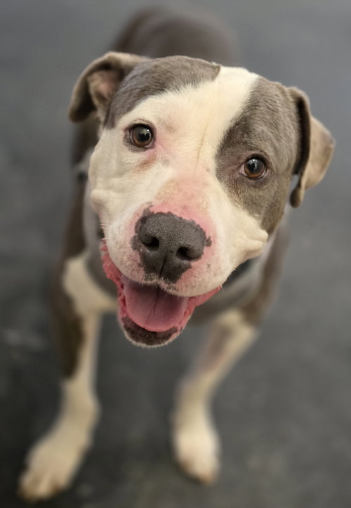 Smokey, an adoptable Pit Bull Terrier in Clarkston, MI
