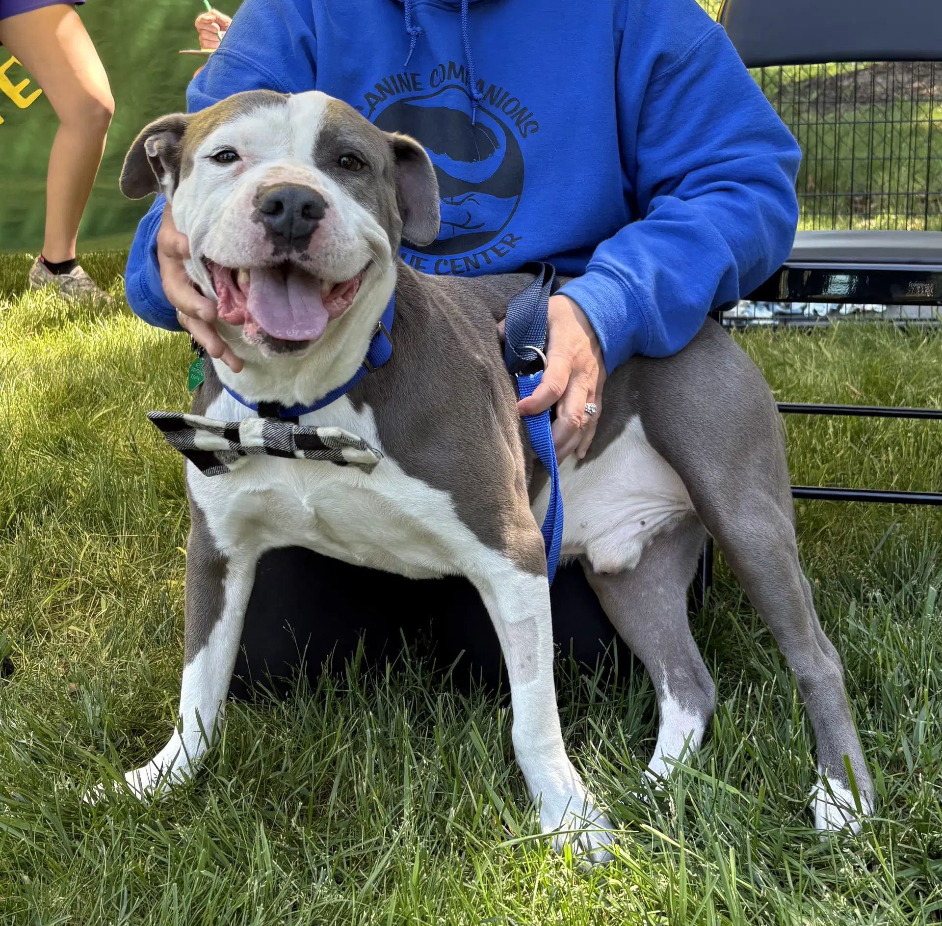 Smokey - Pit Bull Terrier