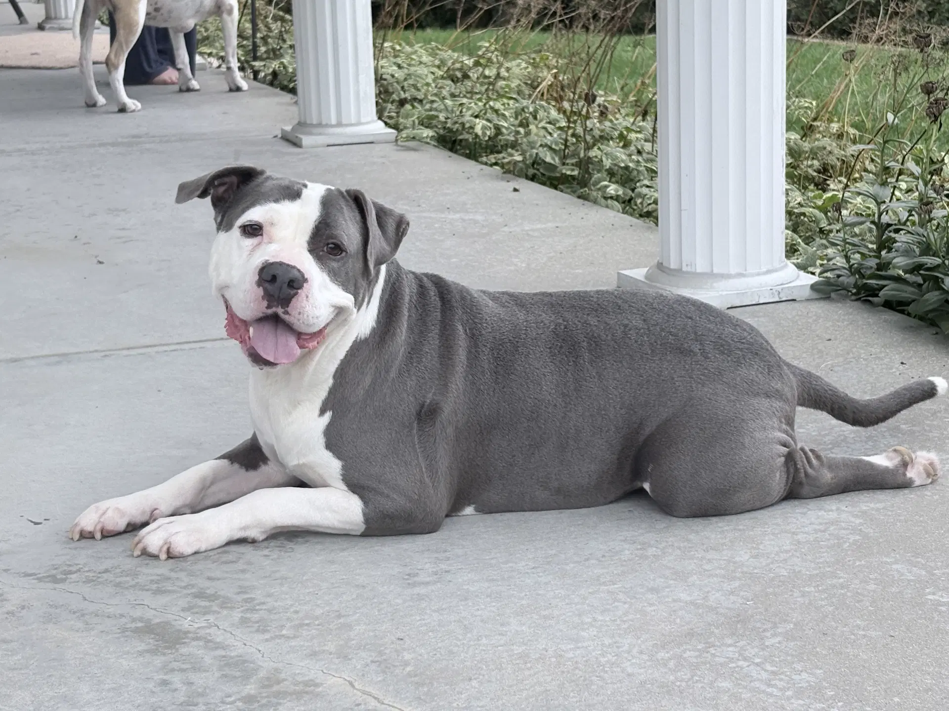 Smokey Transportation Available - Pit Bull Terrier