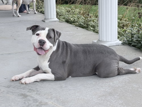 Smokey *TRANSPORTATION AVAILABLE*, an adoptable dog