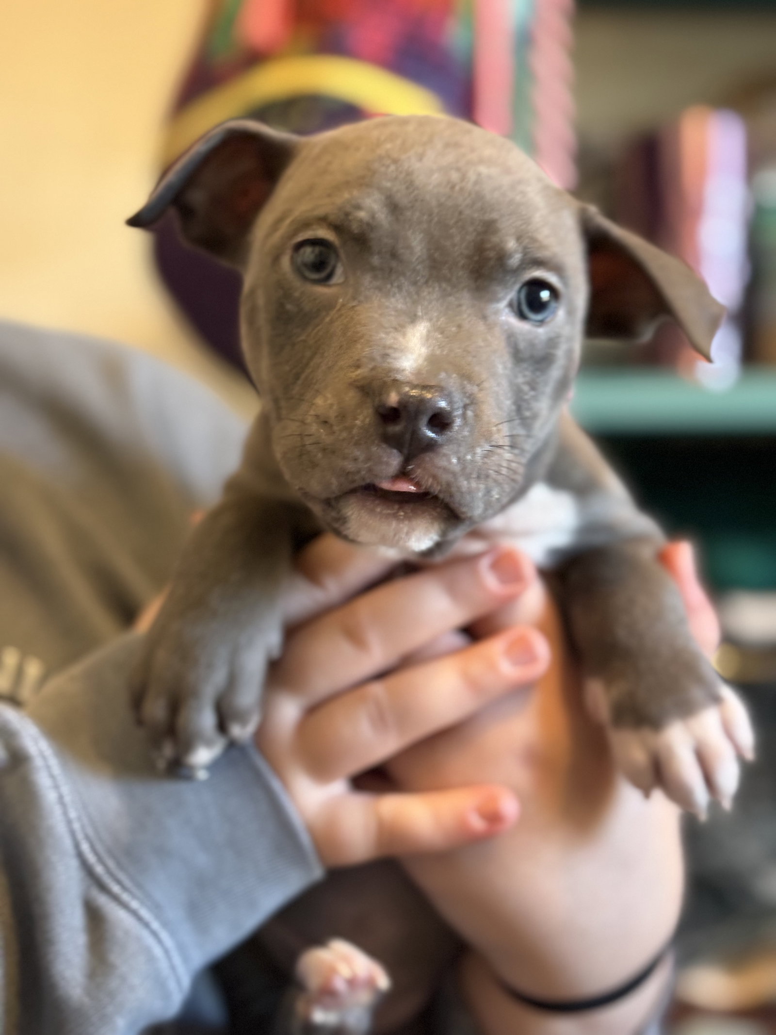 Pit Bull