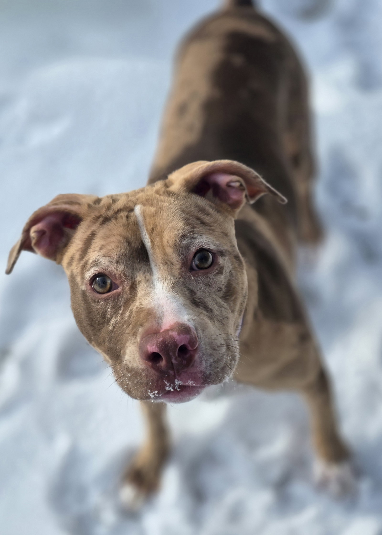 Pit Bull