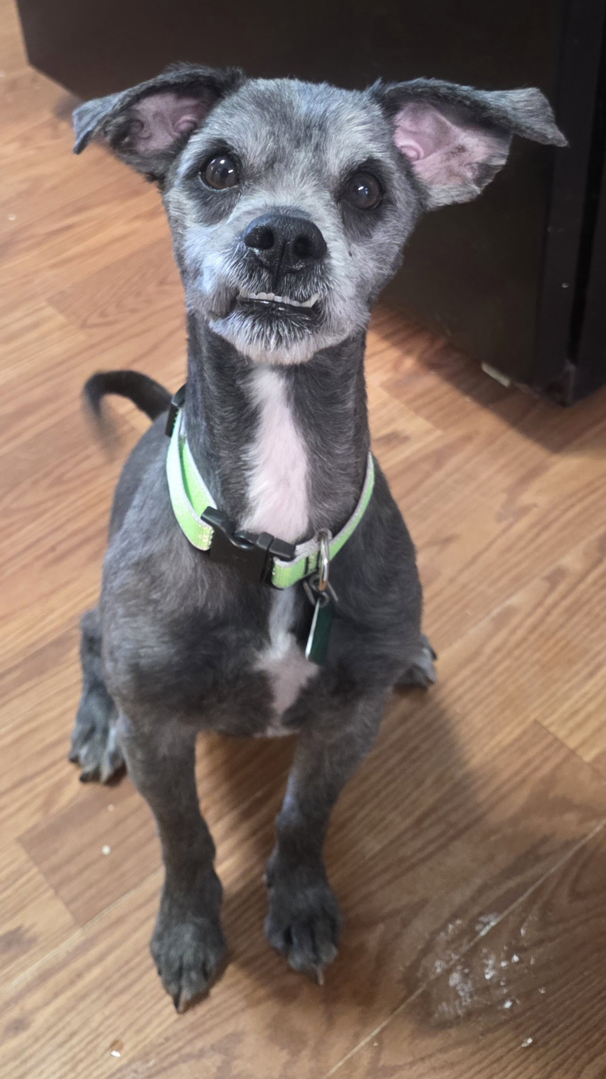 Schnauzer