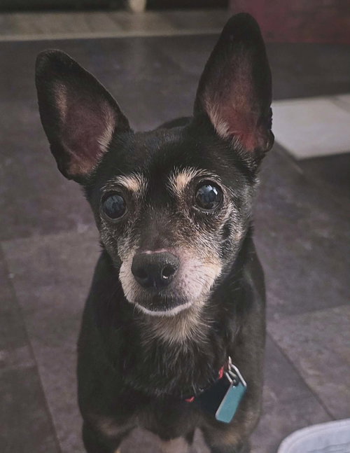 Consuela, an adoptable Chihuahua in Clarkston, MI
