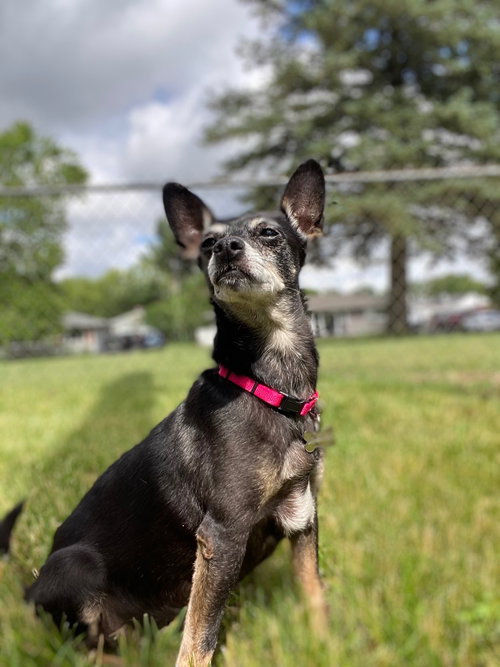 Consuela, an adoptable Chihuahua in Clarkston, MI