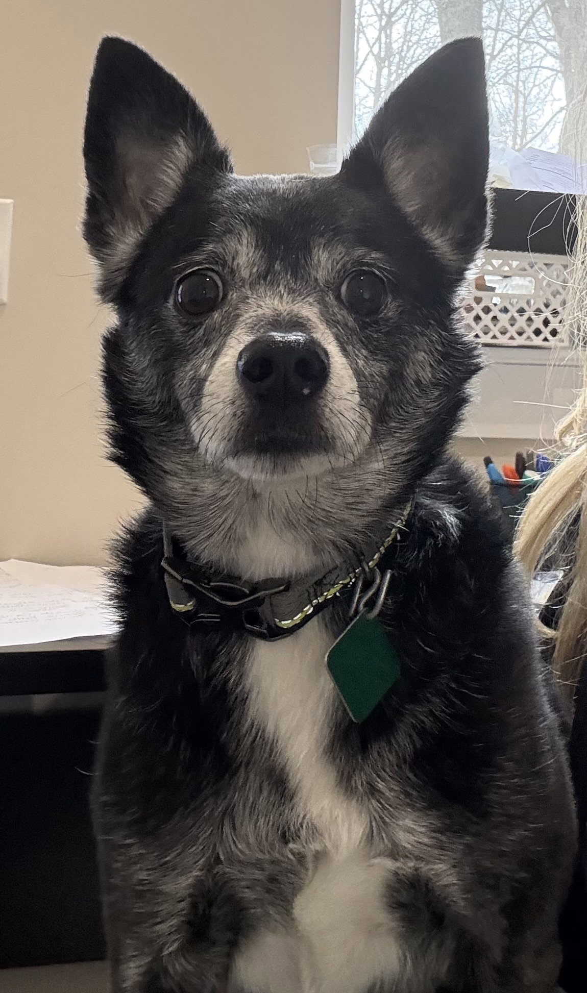 Max- Scared and Sad :( Image