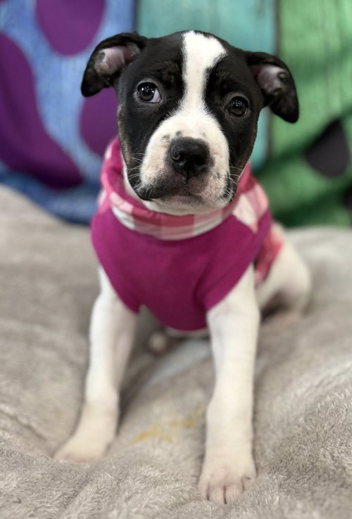 Edna, an adoptable Pit Bull Terrier in Clarkston, MI