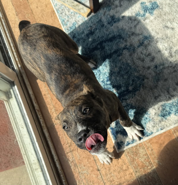 Apollo