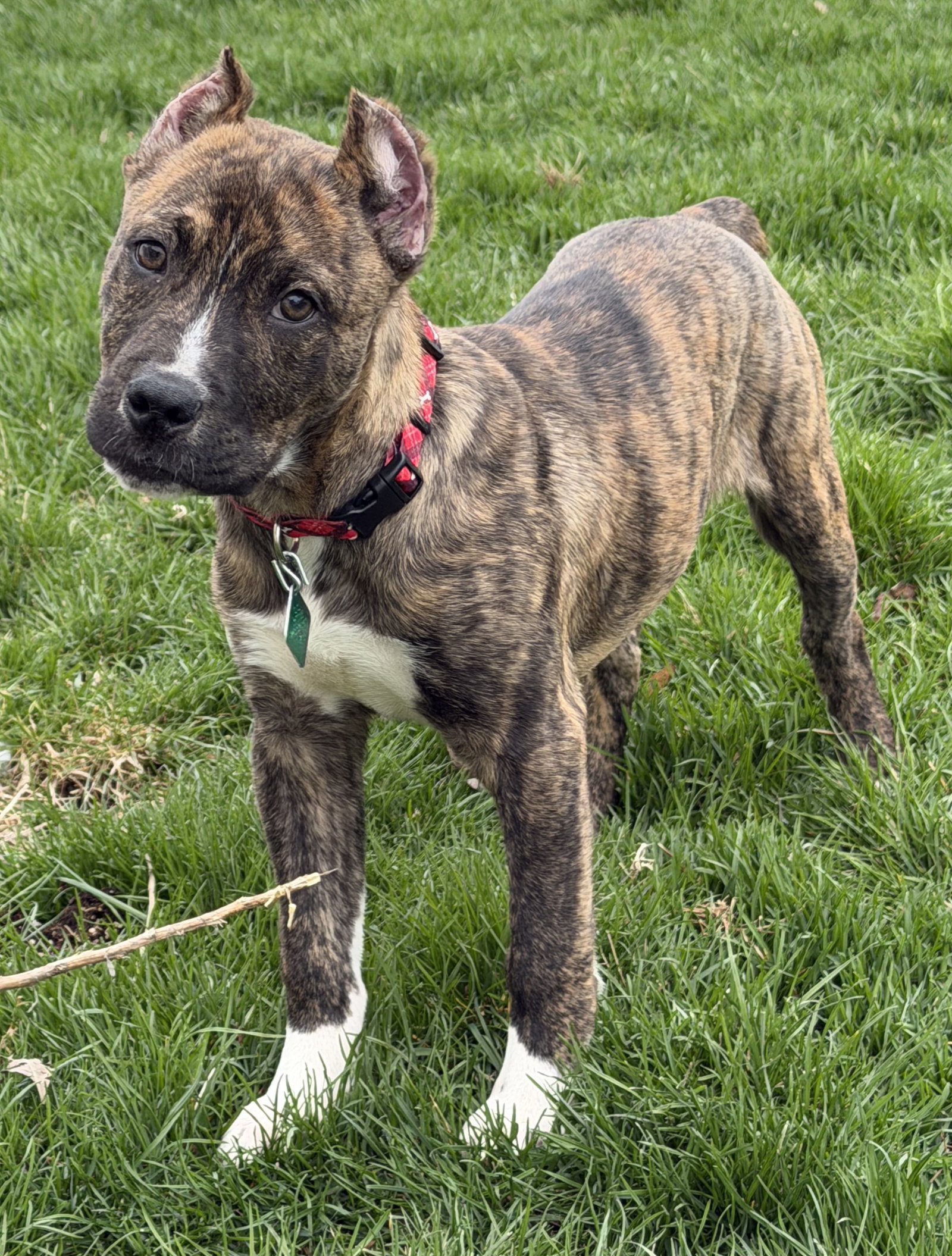 Apollo