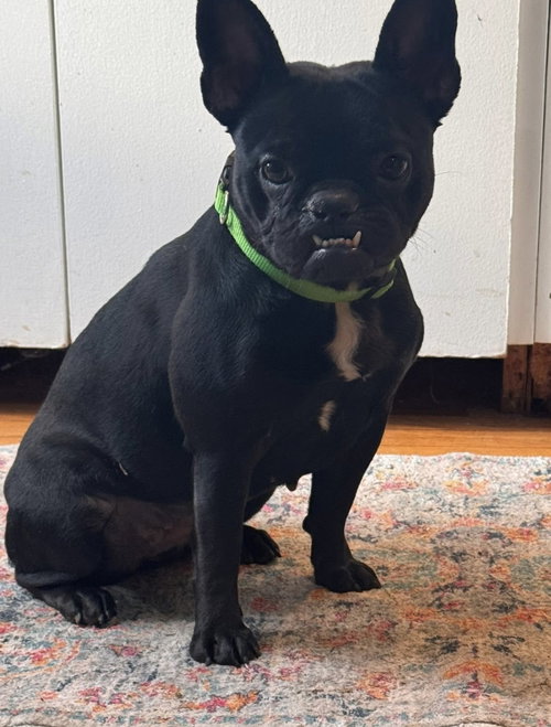 Fidget, an adoptable French Bulldog in Clarkston, MI