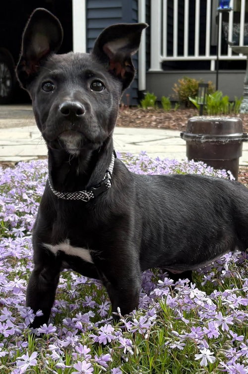 Sonoma, an adoptable Shepherd in Clarkston, MI