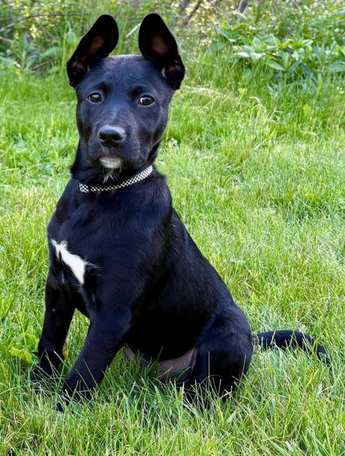 Sonoma, an adoptable Shepherd in Clarkston, MI