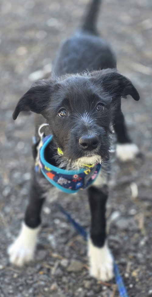 Suzuka, an adoptable Poodle in Clarkston, MI