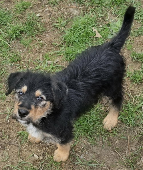 Monte, an adoptable Shepherd in Clarkston, MI