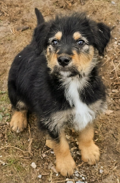 Monte, an adoptable Shepherd in Clarkston, MI