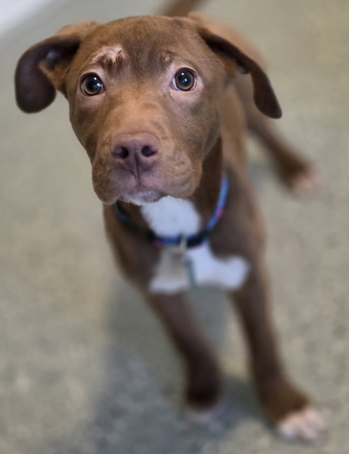 Thelma, an adoptable Pit Bull Terrier in Clarkston, MI