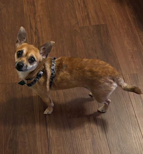 Ruth, an adoptable Chihuahua in Clarkston, MI