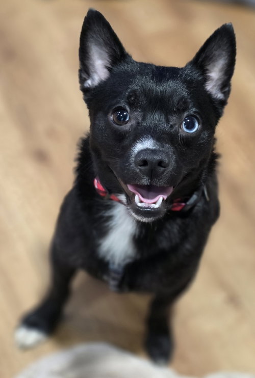 Levi, an adoptable Pomeranian in Clarkston, MI