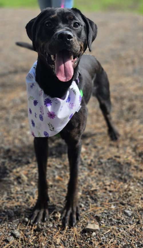 Raven, an adoptable Rottweiler in Clarkston, MI