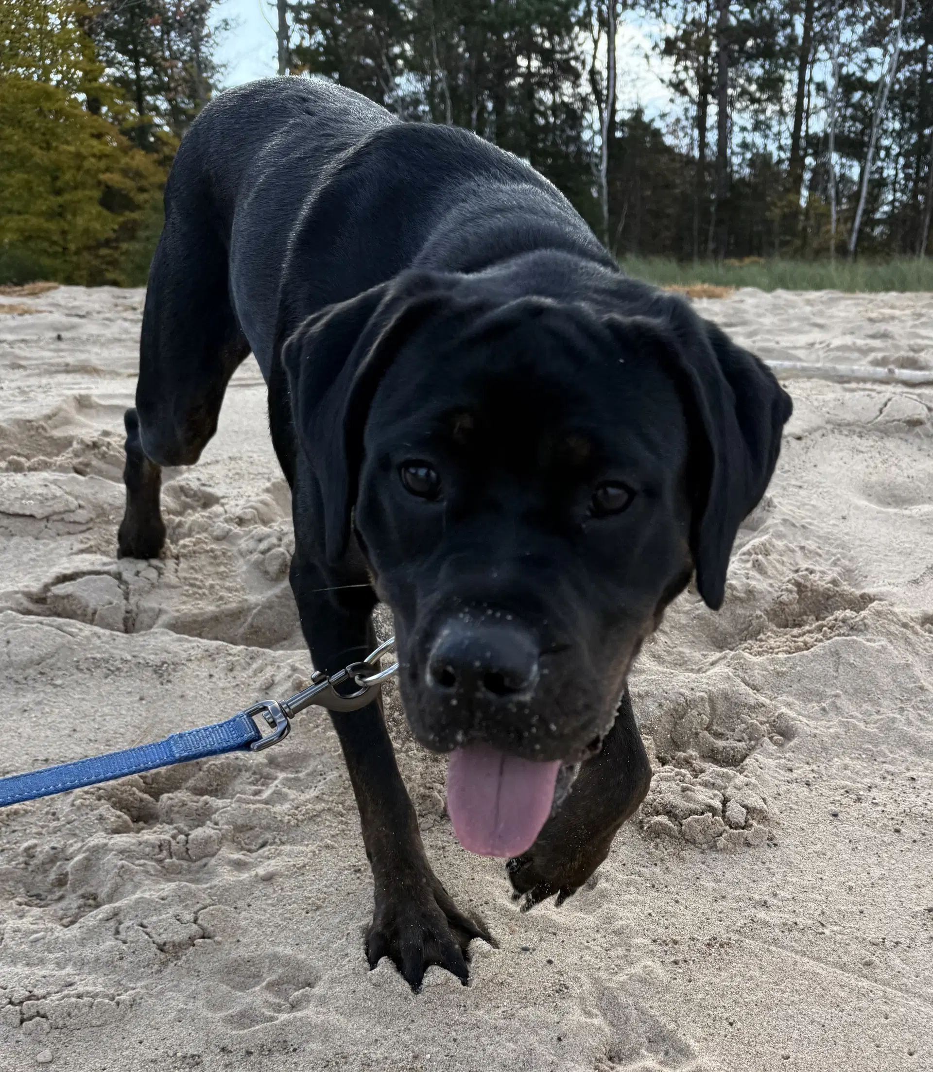 Raven - Rottweiler