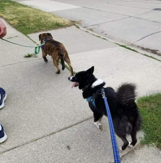 Tigger *LOVES going for walks with other dogs*