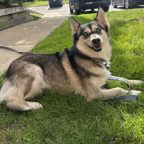 Nova, an adoptable Husky in Clarkston, MI
