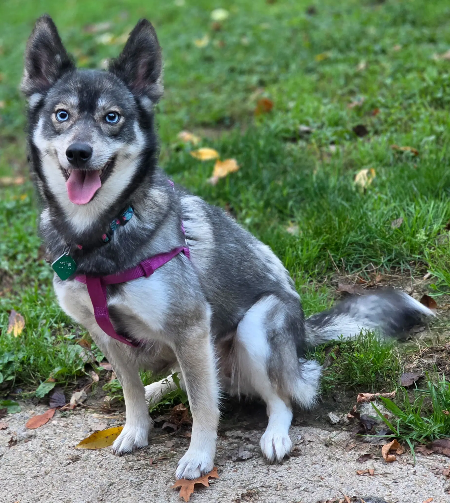 Lucy image 1
