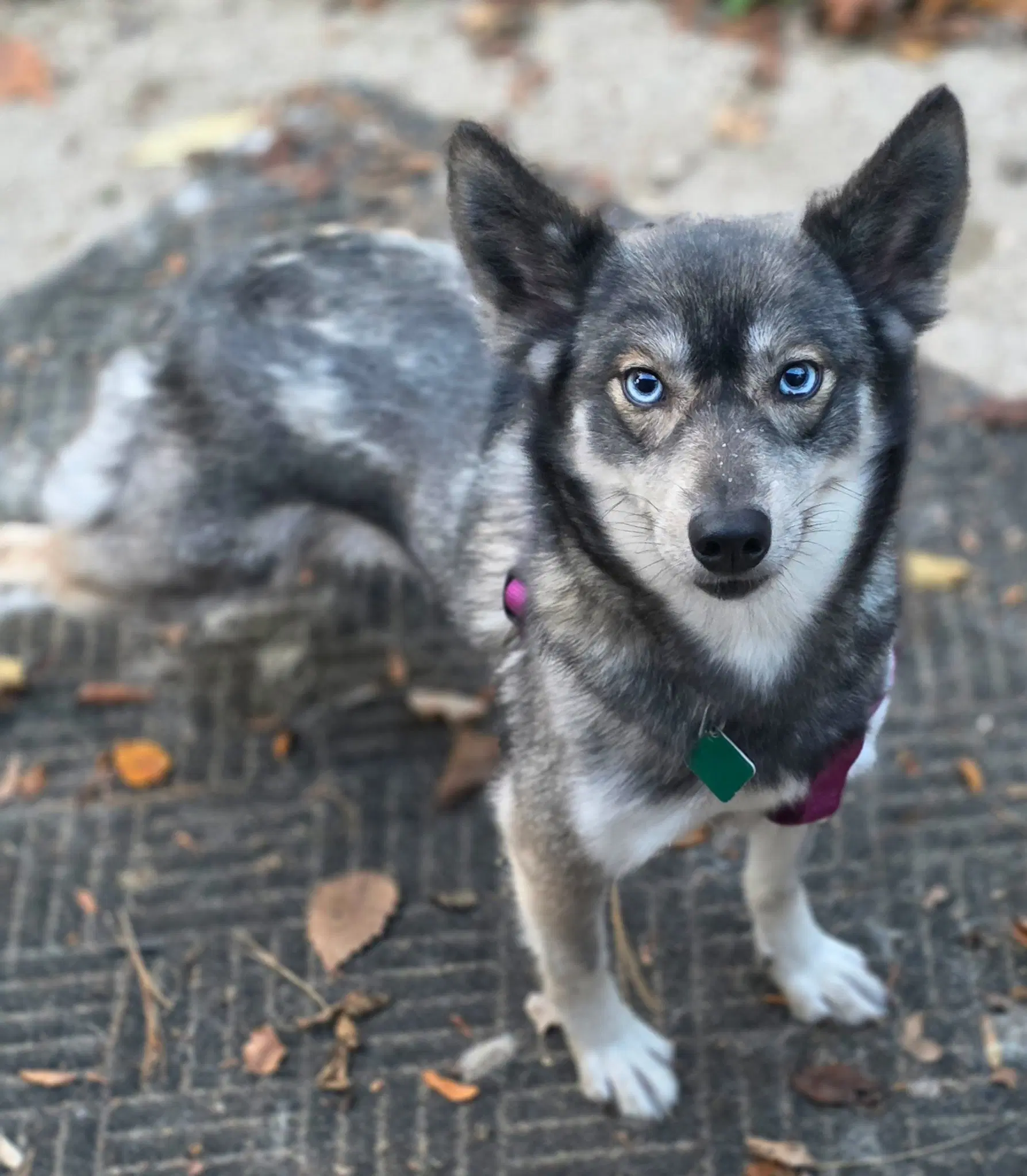 Lucy image 3