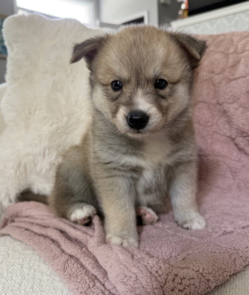 Nacho