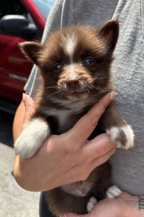 Brownie