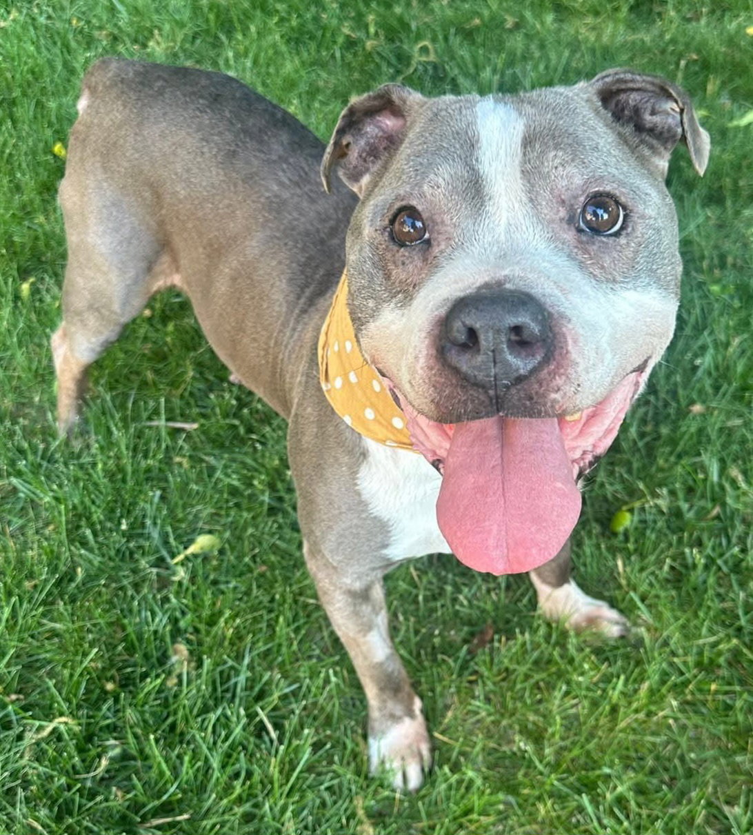 Zeus *HOSPICE looking for a special home*