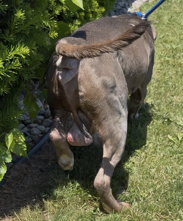 Zeus *HOSPICE looking for a special home*