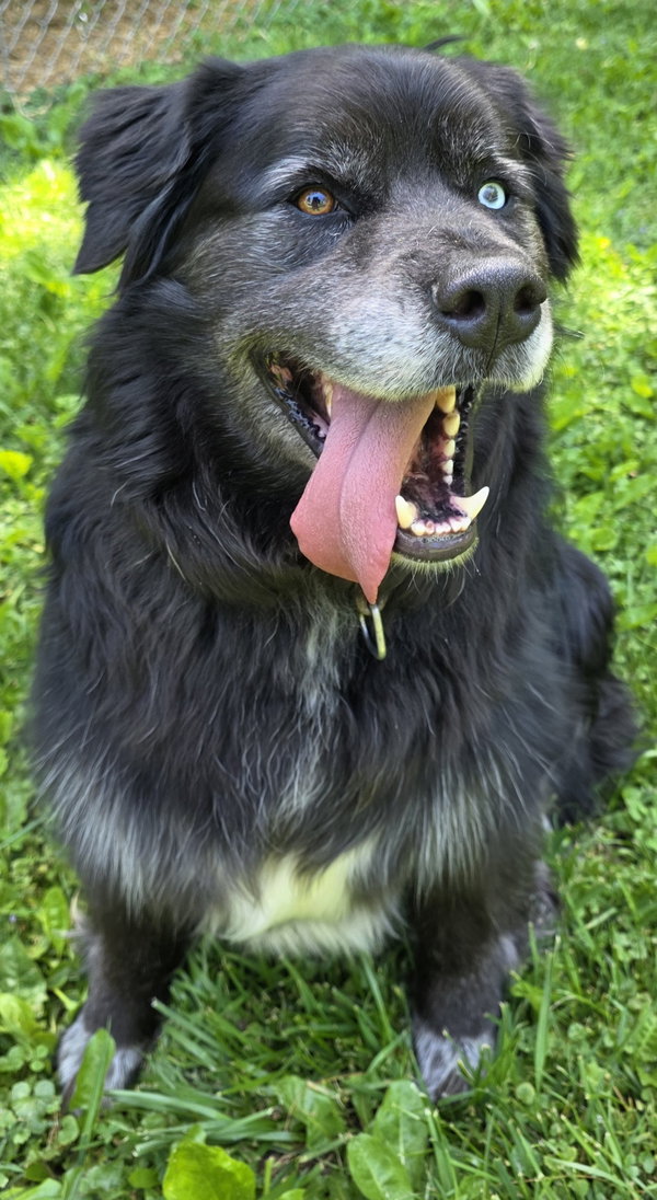 Buddy
