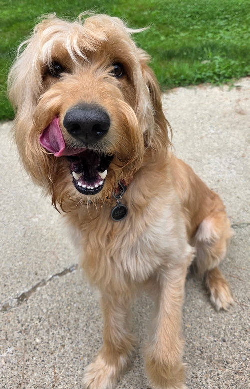 Ollie, an adoptable Golden Retriever in Clarkston, MI