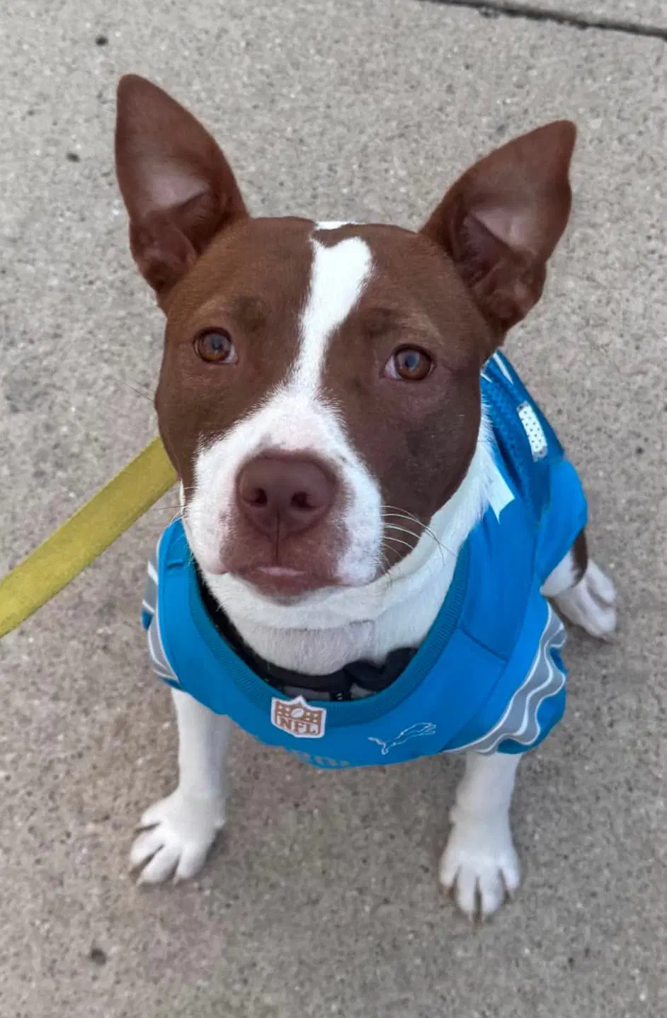 Poppy - Pit Bull Terrier