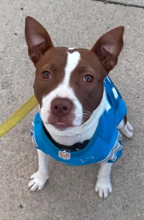 Poppy, an adoptable dog