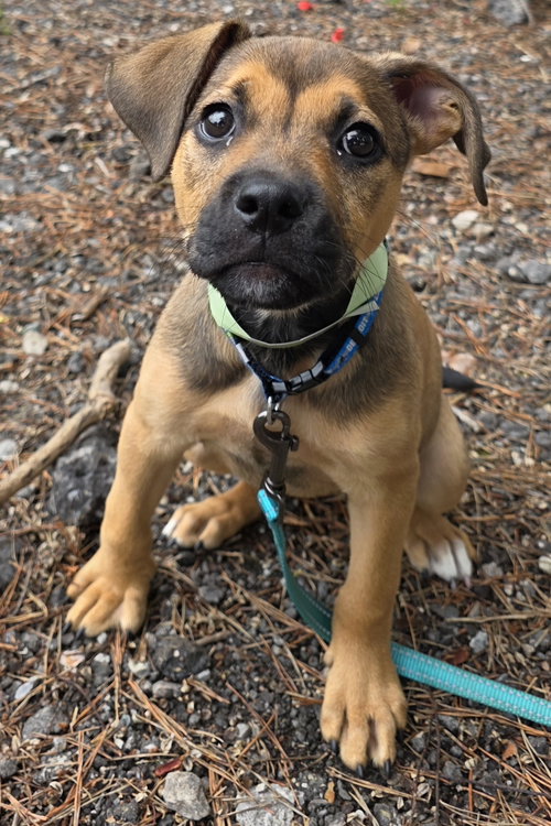 Kay, an adoptable dog