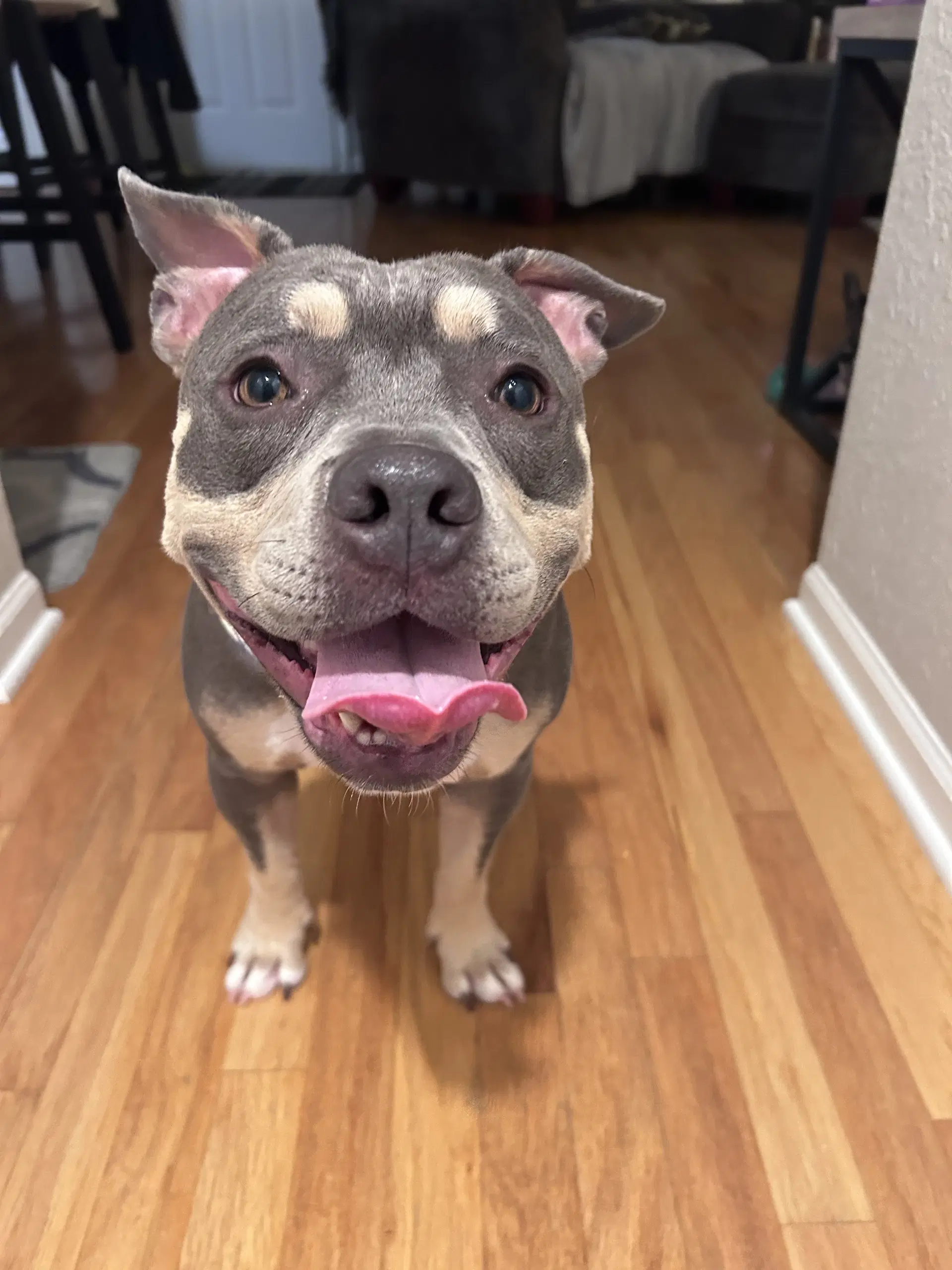 Lainey Petite Princess - Bulldog