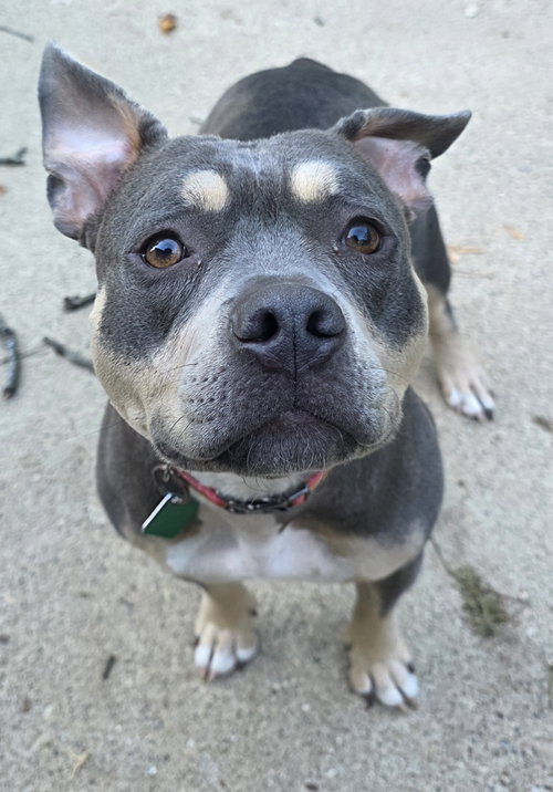 picture of the dog needing adoption