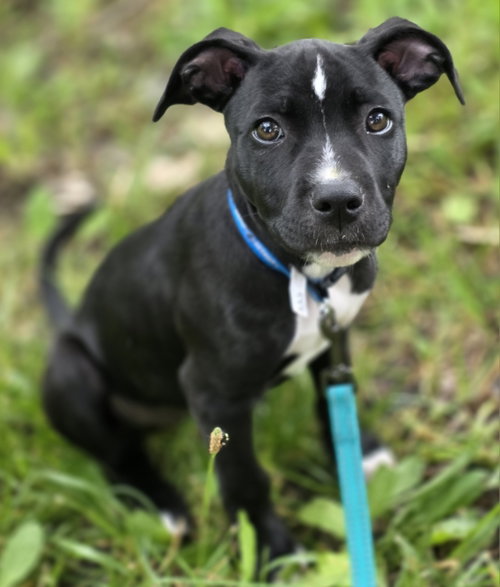 Pammy, an adoptable dog