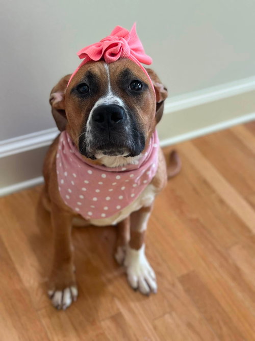 Churro *TRI-POD*, an adoptable dog