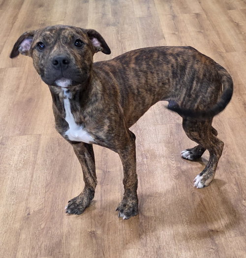 Bruce, an adoptable dog