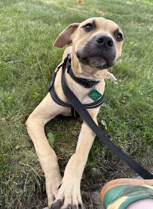 Luther, an adoptable dog