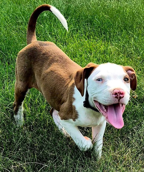 Walter, an adoptable dog