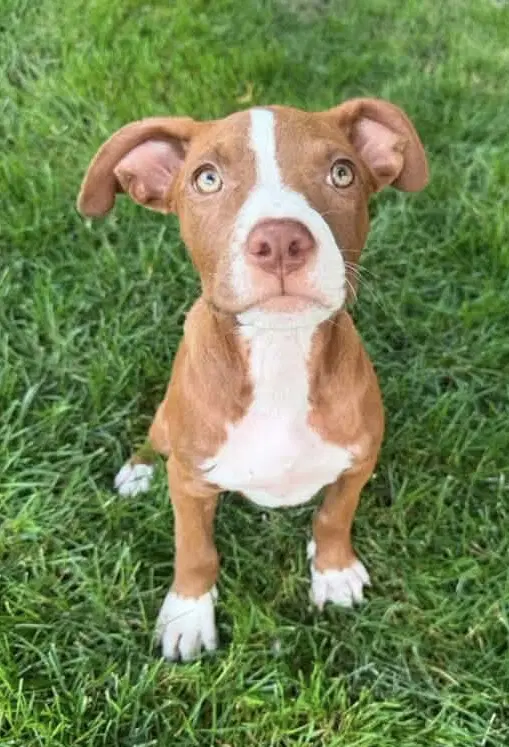 Flora Cutest  Legged Girl - Pit Bull Terrier