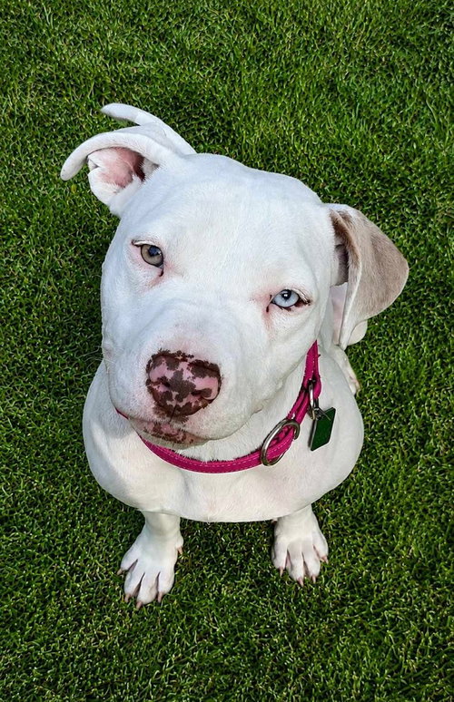 Lottie, an adoptable dog