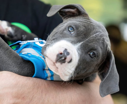 Campbell, an adoptable dog