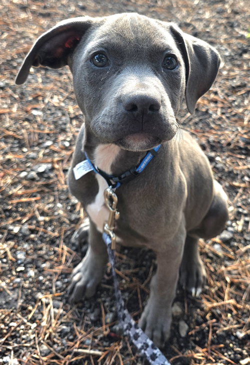 Williams, an adoptable dog
