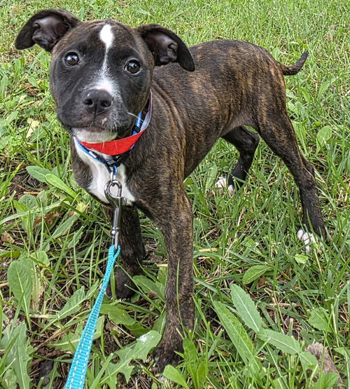 St. Brownie, an adoptable dog