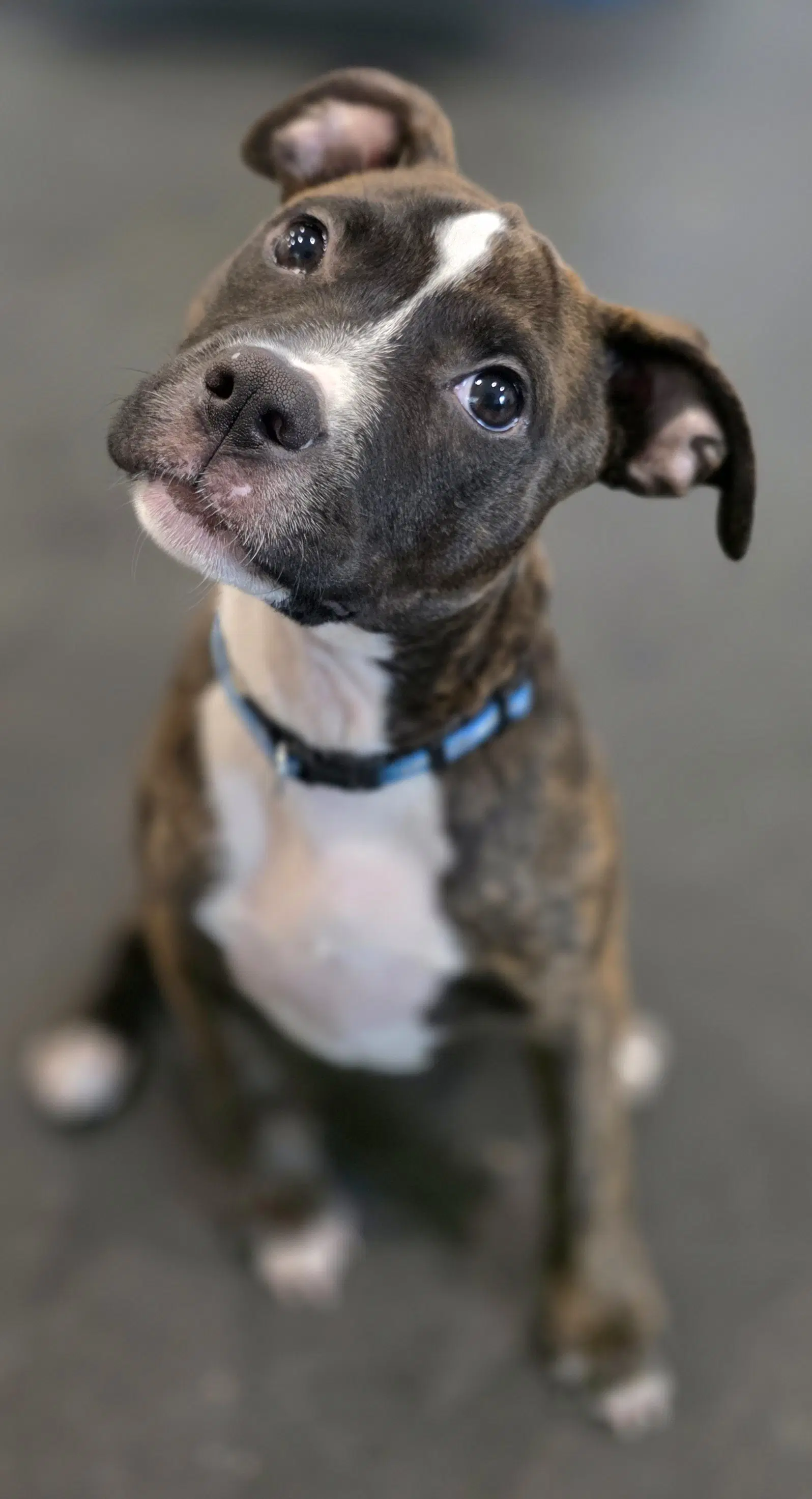 St Brownie - Pit Bull Terrier